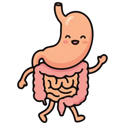 sistema digestivo Especialistas en Nutrición Infantil en Morelia